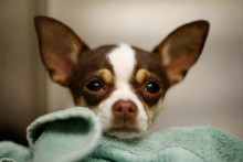 Un chihuahua dans un refuge pour animaux, le 15 décembre 2009 à Los Angeles