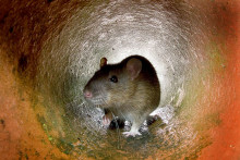 Un rat (image d'illustration)