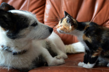 Un chien et un chat (image d'illustration)