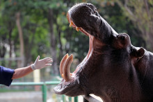 Orion, un hippopotame du zoo de Medellin en Colombie, issu de l'ancien ranch de Pablo Escobar, le 27 janvier 2010 (archives)