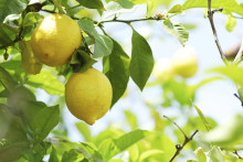 Comment entretenir un citronnier