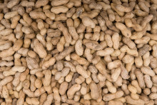 Faire consommer des aliments contenant des cacahuètes à des nourrissons réduit de 81% le risque qu'ils ne deviennent allergiques à cette arachide (Illustration).
