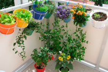 Des plantes sur un balcon (illustration)