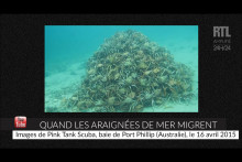 Il n'est pas courant de voir des araignées de mer se déplacer de la sorte