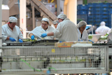 Des femmes travaillent dans une des usines Bonduelle du Nord de la France