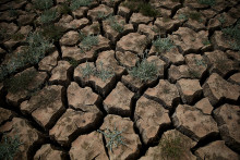 Des mauvaises herbes dans un sol sec (illustration)