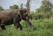 Un éléphant (illustration)