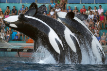 Des orques au Marineland d'Antibes en 2013