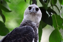 Un aigle du Panama (illustration)