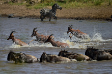 Des premières images des grandes migrations des herbivores dans la réserve du Masai Mara, au Kenya.
