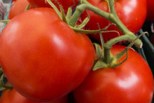 Des tomates (illustration)