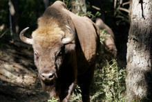 Le bison d'Europe est l'une des rares espèces dont la conservation est efficace, il est passé d'espèce "vulnérable" à "quasi-menacée"