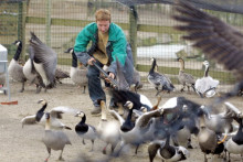 La grippe aviaire va-t-elle faire son retour en France ?