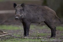Un sanglier sauvage de la forêt de Rambouillet, en juillet 2013