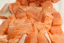 Le Canada a autorisé à son tour le saumon transgénique à la consommation