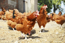 Poulets élevés en plein air (Illustration).