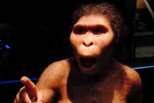 Une reconstitution de Lucy l'australopithèque