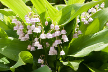 Du muguet rose