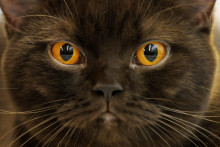 Un chat. (Photo d'illustration)