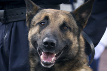 Un berger malinois (illustration)