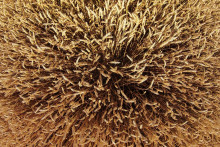 Un champ de blé (illustration)