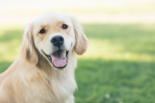 Un chien (illustration)