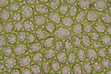Des cellules vues au microscope (illustration)
