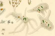 Dessin d'amibe de Christian Gottfried Ehrenberg (illustration)