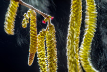 Un noisetier près de la maison de Valter dans le nord de l'Italie. A chaque coup de vent, une pluie de pollen se libèrent sous le soleil d'hiver.