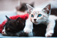 Deux jeunes chats (photo d'illustration).