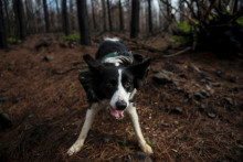 Un chien se montrant agressif (illustration)