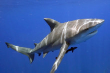 Un requin (illustration)