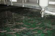 Une ferme d'élevage de saumons en Norvège