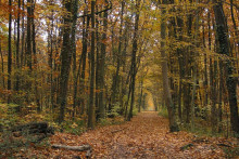 Une forêt (illustration)