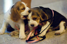 Des chiots (Image d'illustration)