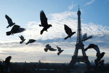 Des pigeons devant la Tour Eiffeil