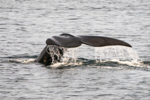Les baleines franches de l'Atlantique-Nord se comptent en centaines, elles ont disparu des eaux français au cours du siècle dernier.