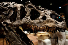 Un fossile de dinosaure (illustration)