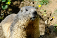Les marmottent entrent en hibernation en octobre, pour une période de six mois. 
