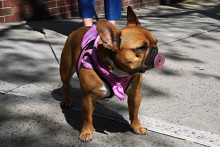 Un bouledogue français dans les rues de New York (illustration).