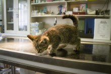 Un chaton chez le vétérinaire. (illustration)