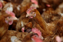 Des poules dans un élevage (illustration)