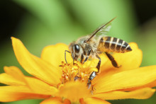 Une abeille butinant (Illustration)