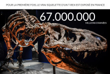 Un véritable T-Rex de 67 millions d'années est exposé en France pour la première fois