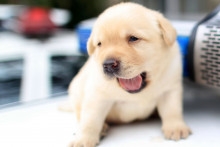 Un jeune chien (illustration)
