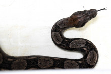 Un boa constrictor (illustration)