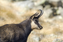 Un chamois (Illustration).