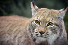 Un lynx dans la nature (illustration)