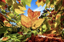 L'automne commence le lundi 22 septembre