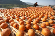 Des minuscules citrouilles ? Perdu ! Il s'agit en fait... de kakis. Ces fruits produits notamment en Chine et en Corée se récoltent à l'automne.  